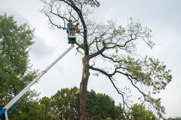 Best Tree Risk Assessment  in Mamou, LA